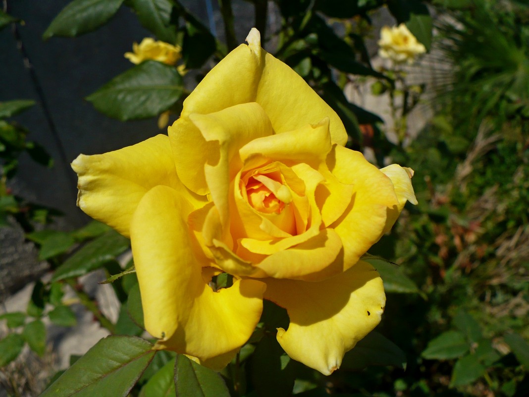 роза - Oksana 