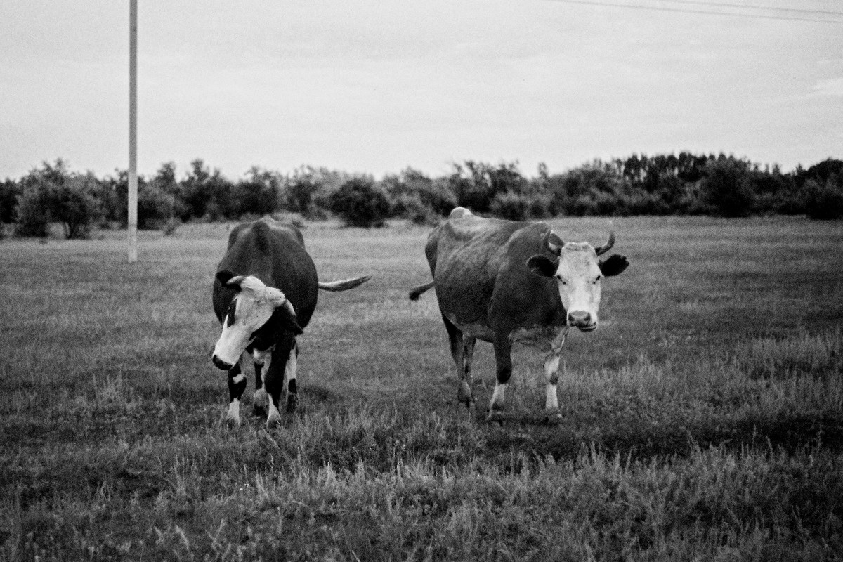 Две коровы - Алексей Галушко