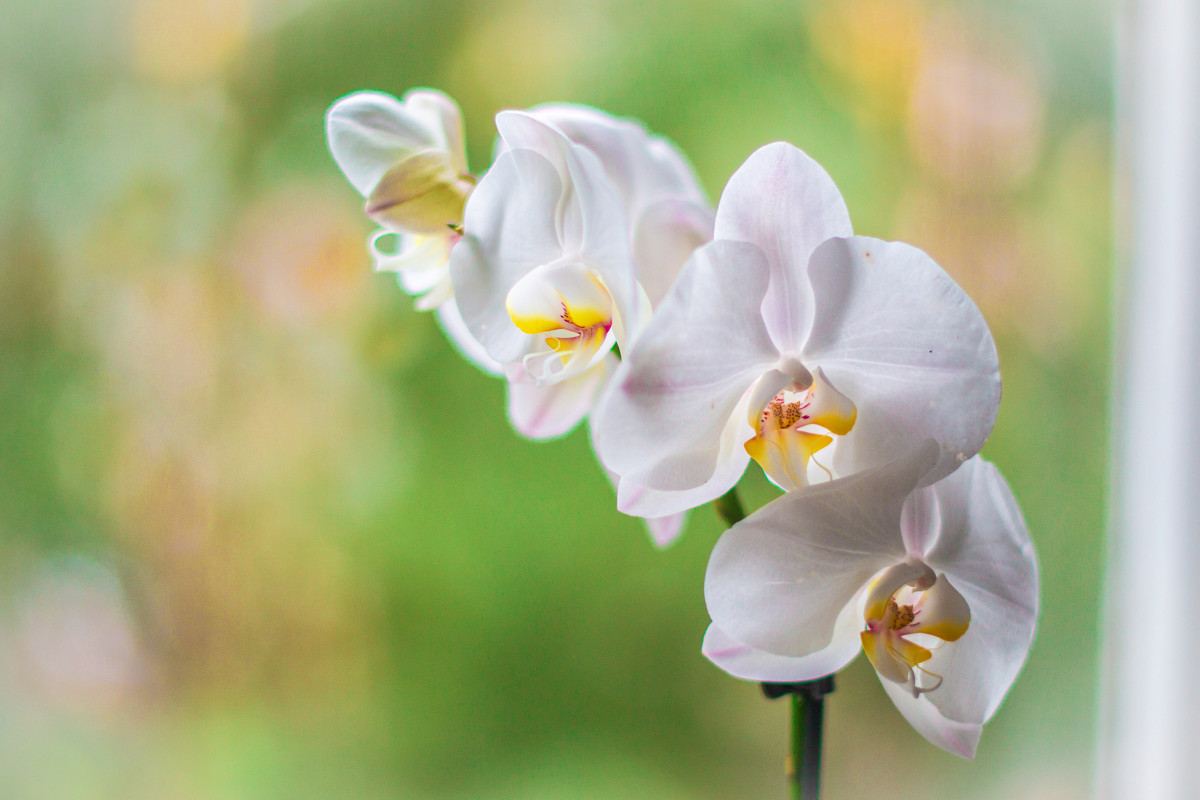 орхидея1 - Ксения Калачева