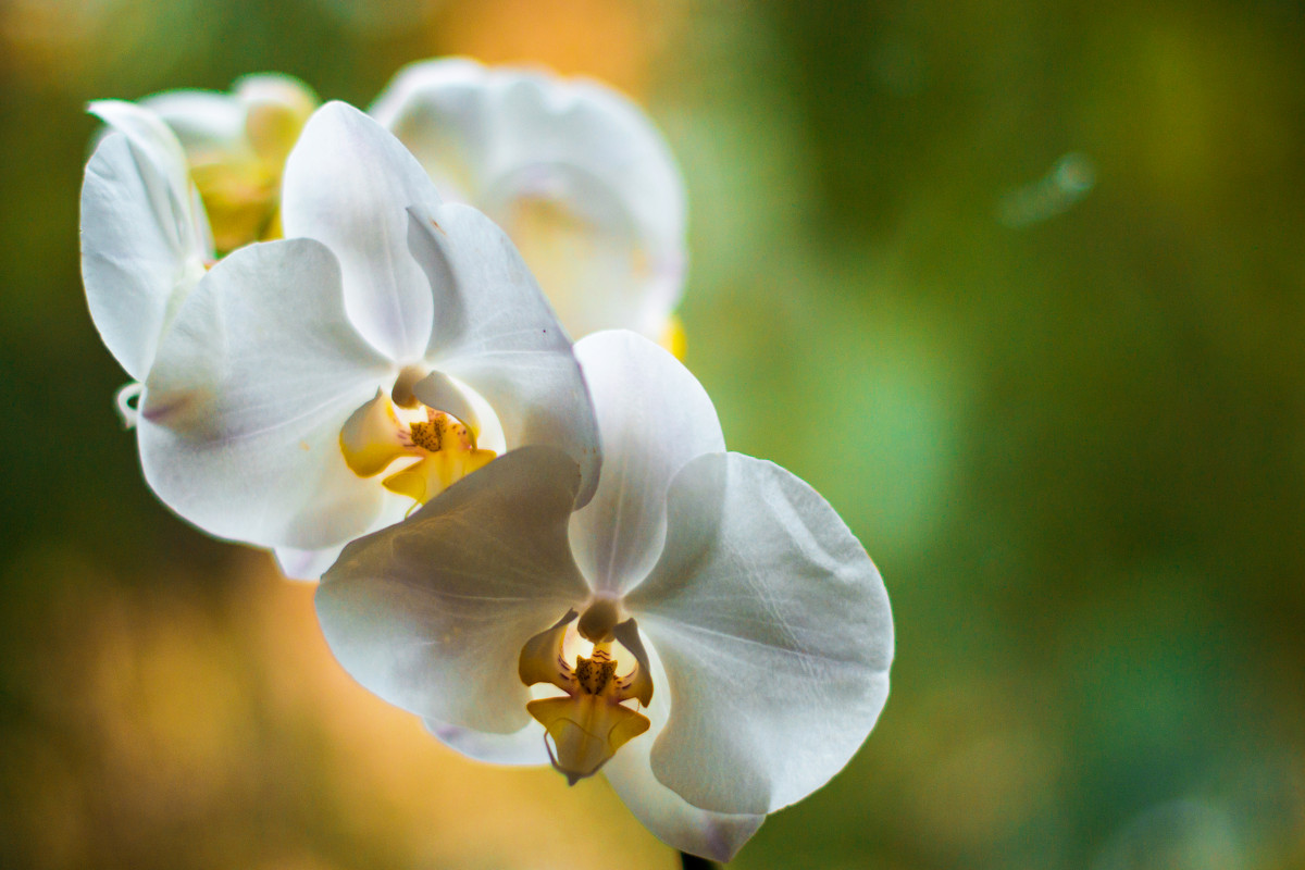 орхидея2 - Ксения Калачева