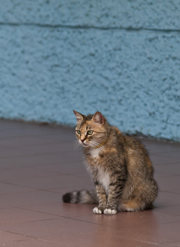 кот - Александр Земляной