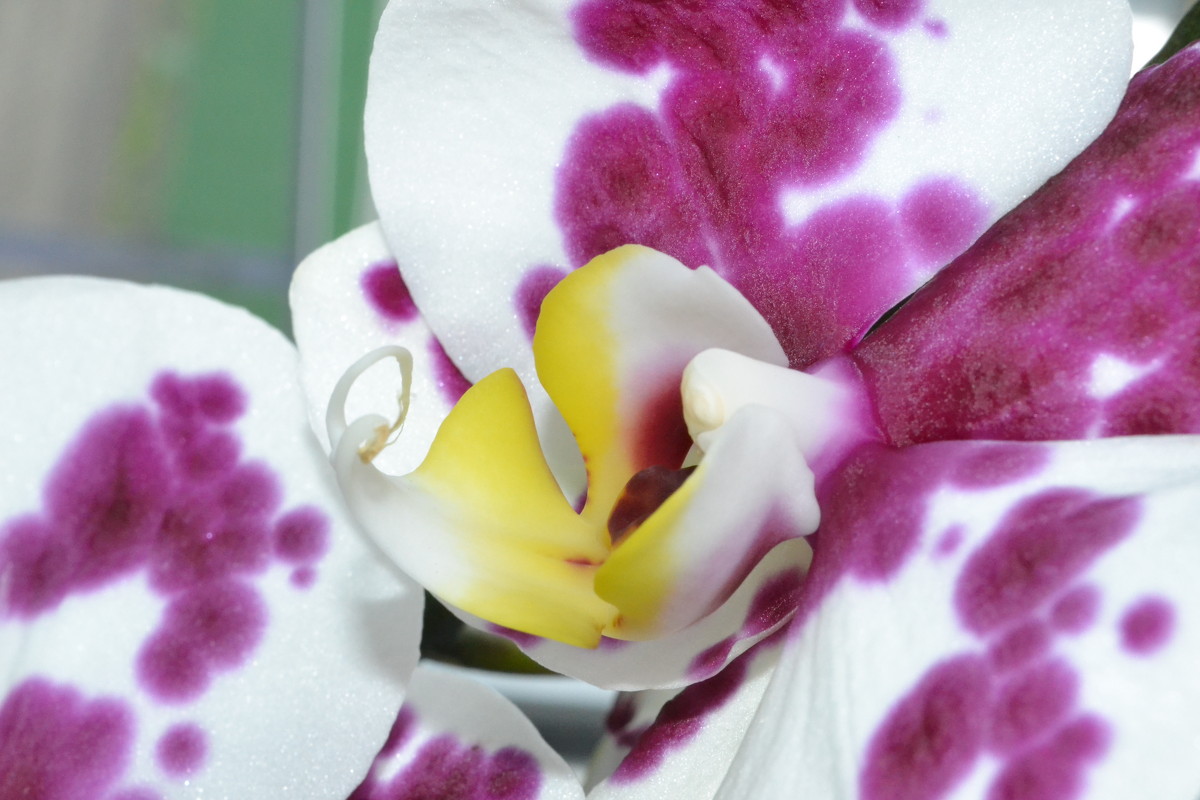 орхидея - Елена Шмойлова
