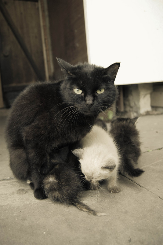 Кошка с котятами - Света Кондрашова
