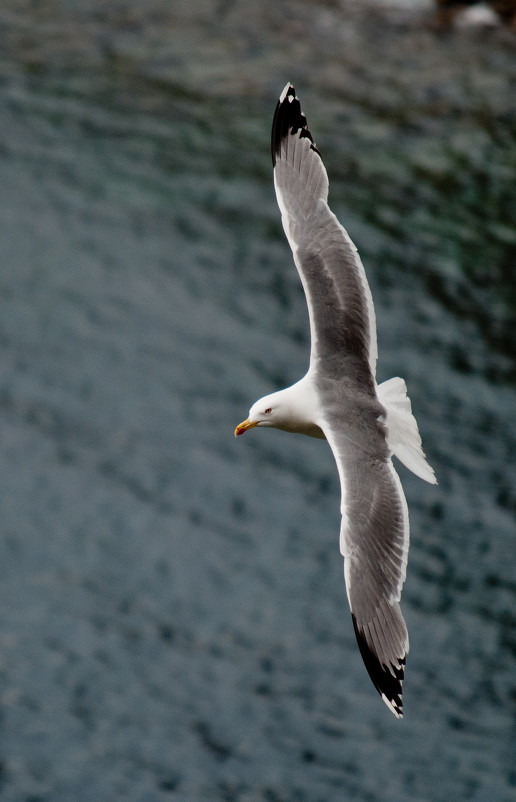 Полет чайки над морем - Ekaterina Spirina