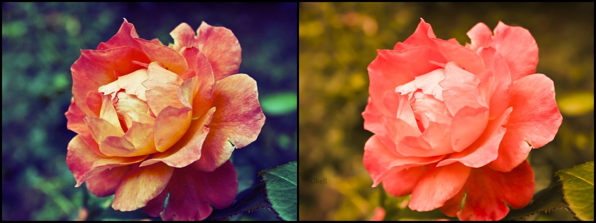 Какая обработка розы лучше 1 или 2? - Гарегин _