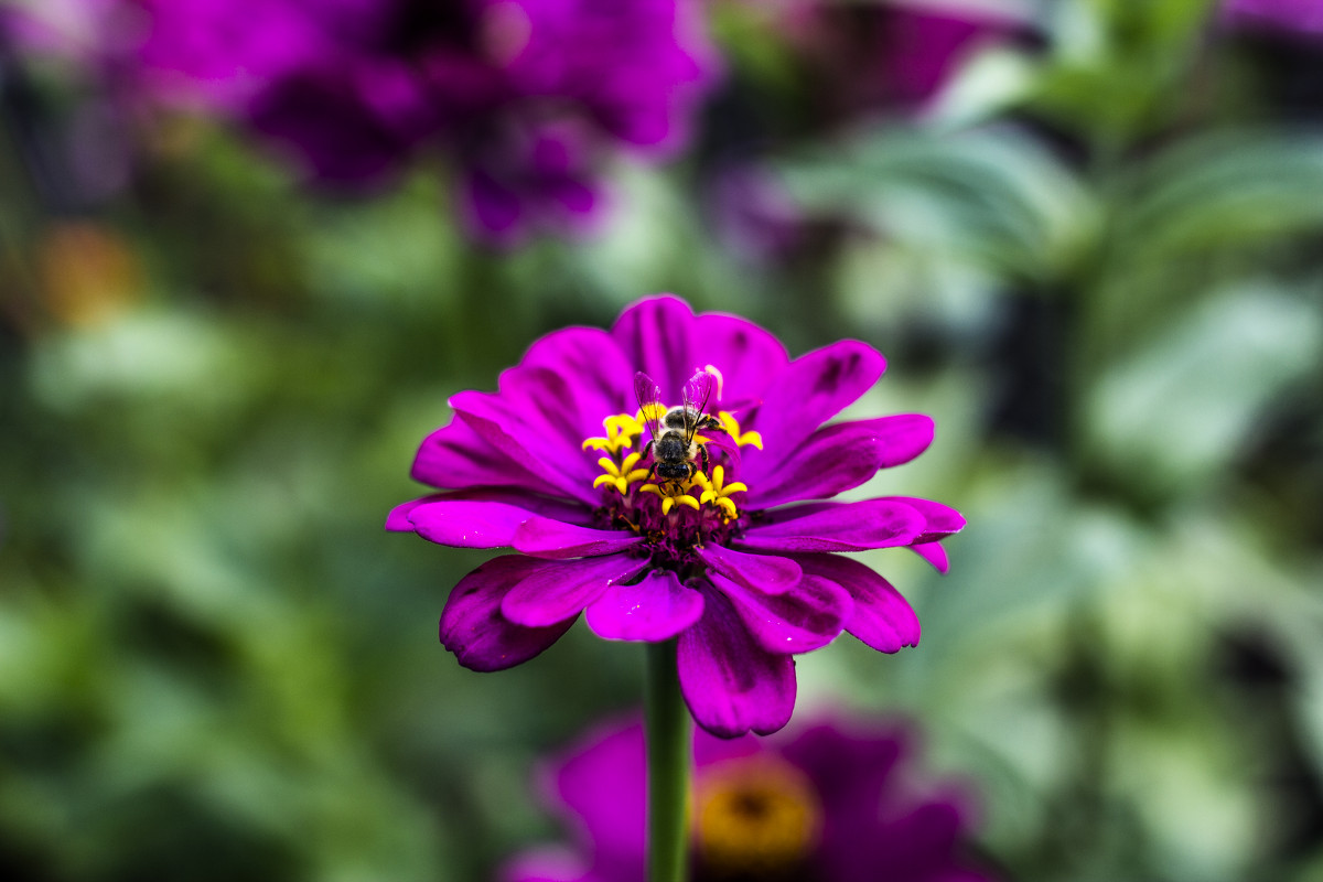 Bee on a flower - Lyuda Chesnokova