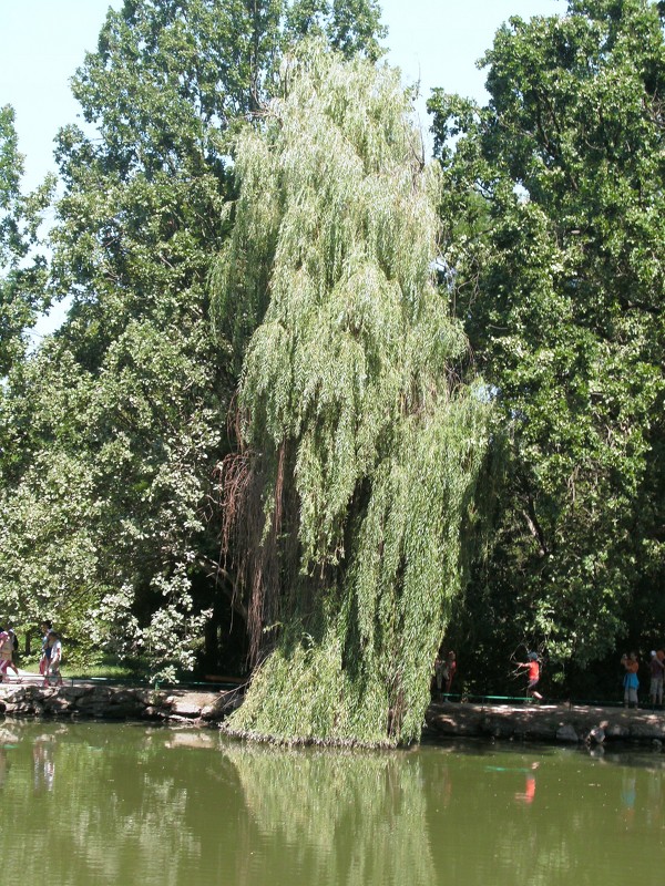 Зелень - Татьяна Великанова