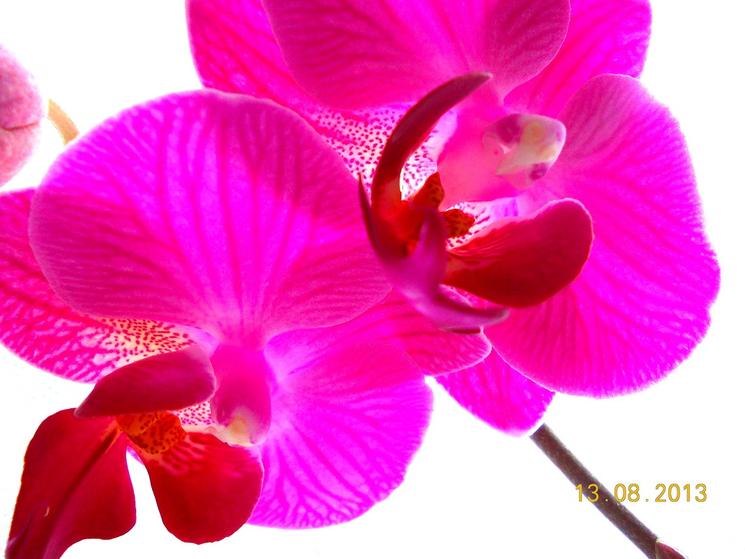 орхидея - Marina Dengova