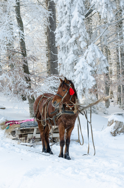 Лошадь в лесу - Сергей Гаина