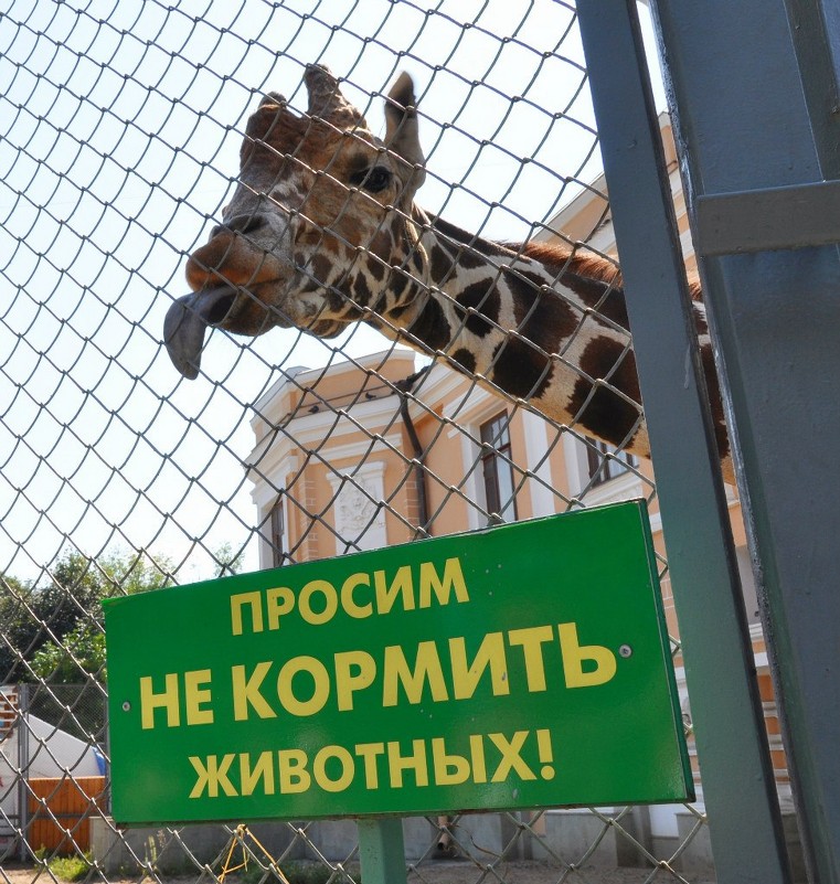 Жираф против таких условий! - Юлия Годовникова