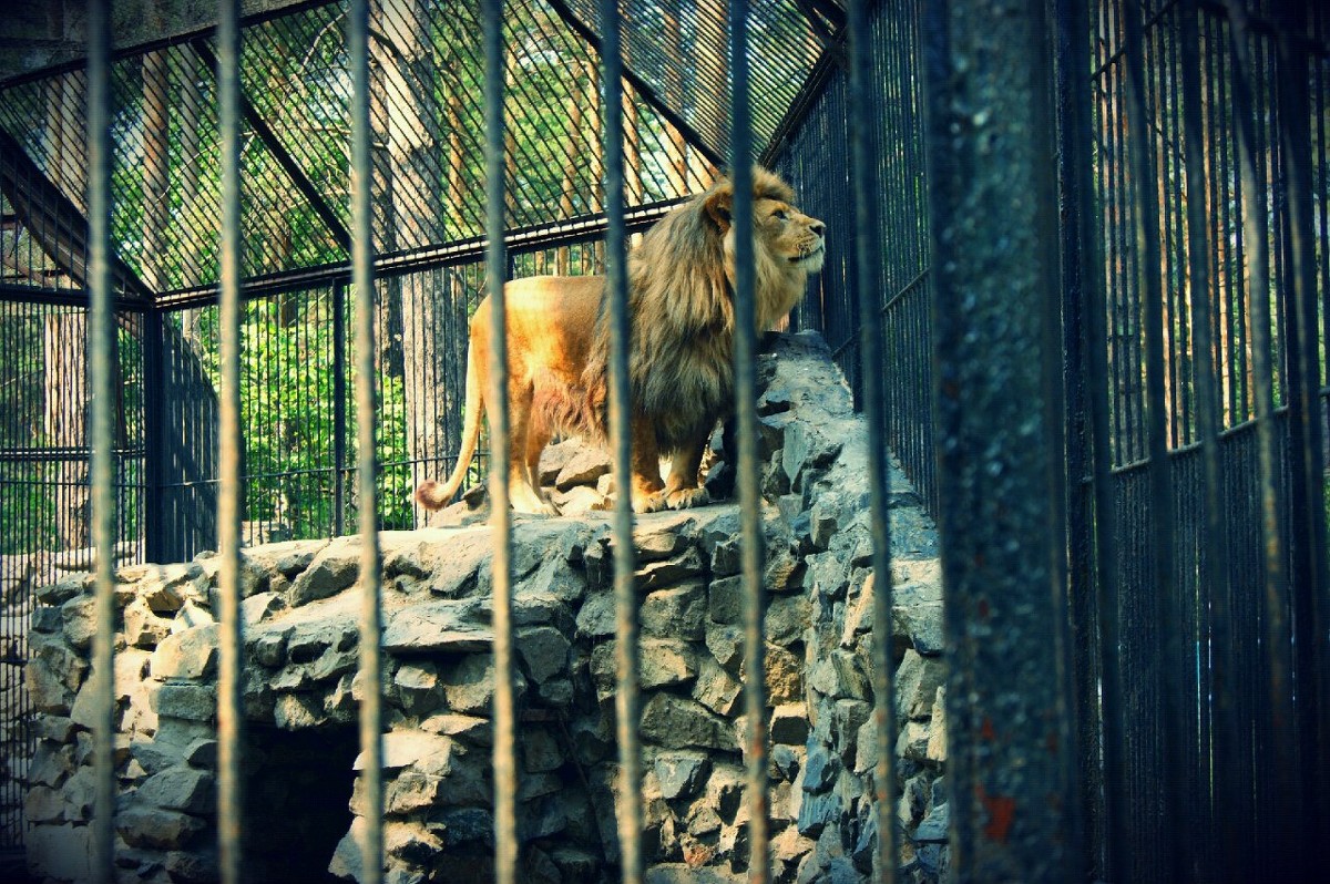 Король лев - Света Кондрашова