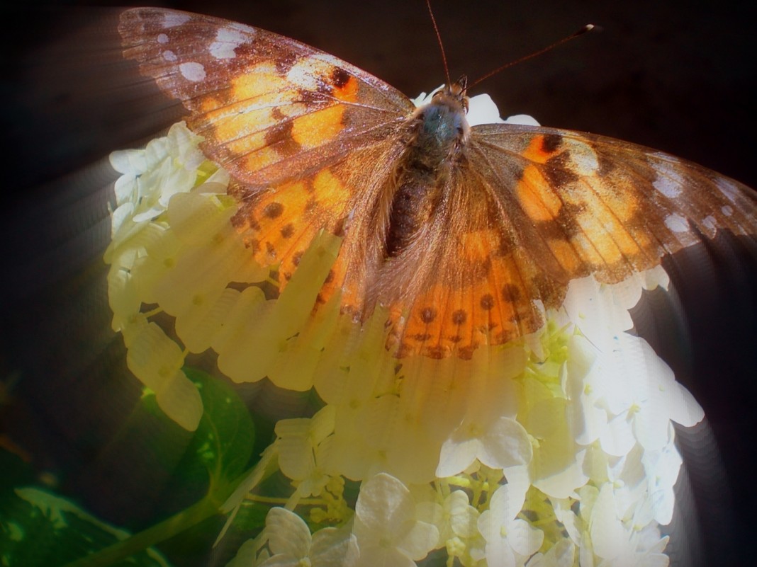 бабочка - Сурвилова луиза 