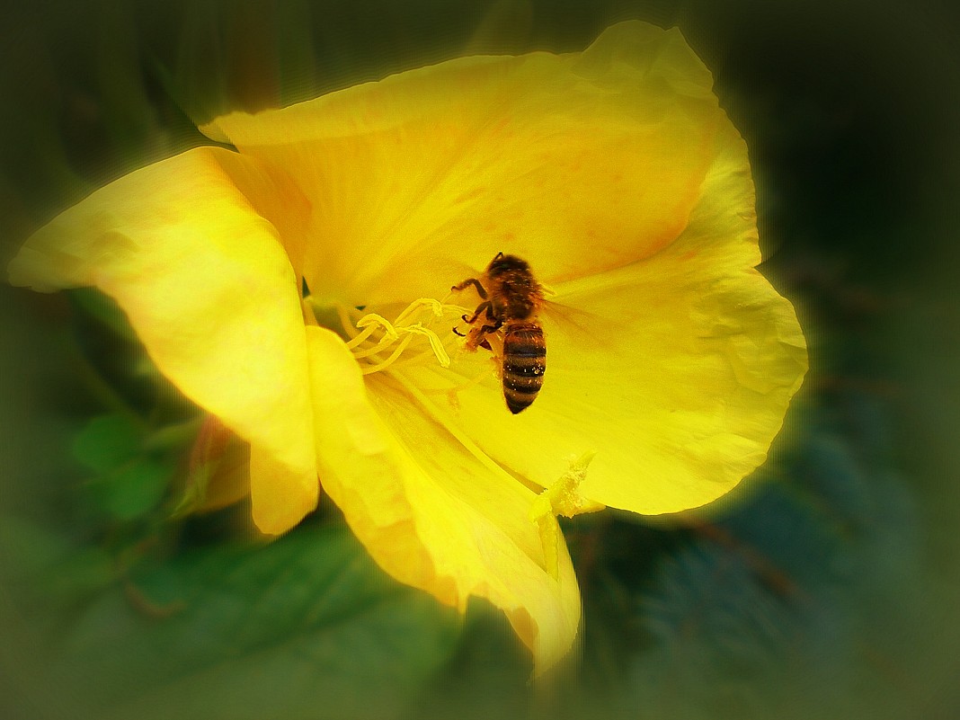 пчелка - Сурвилова луиза 