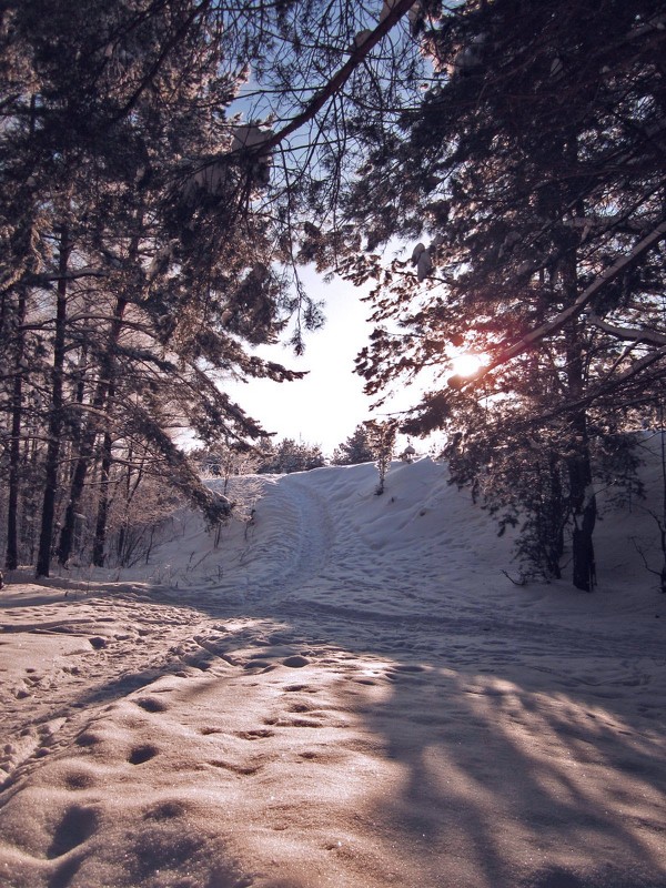 Зима в балахнинском лесу - Павел Зюзин