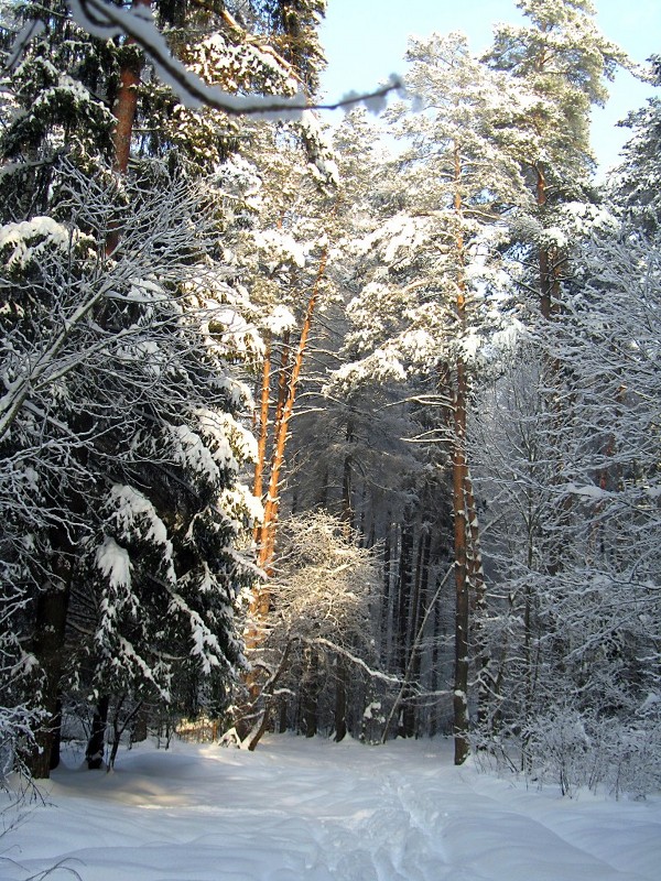 Зимний лес - Сергей Владимиров