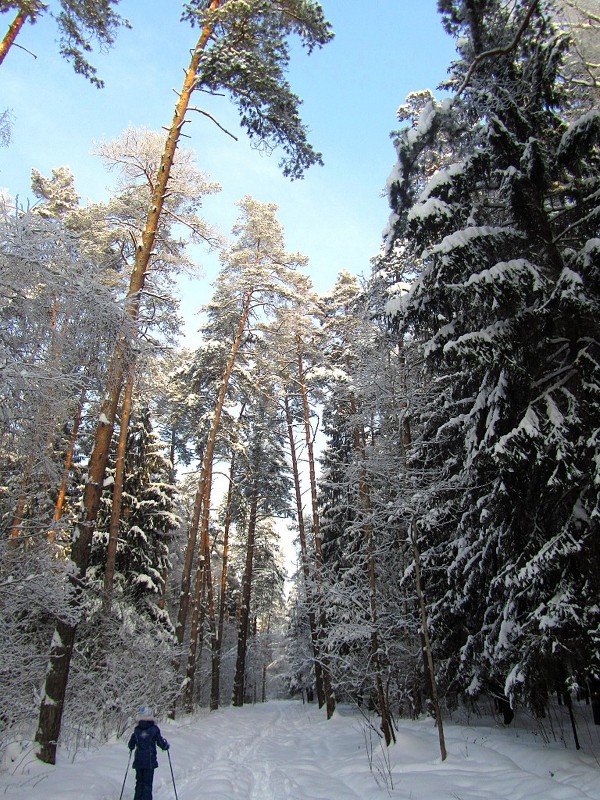 Зимний лес - Сергей Владимиров