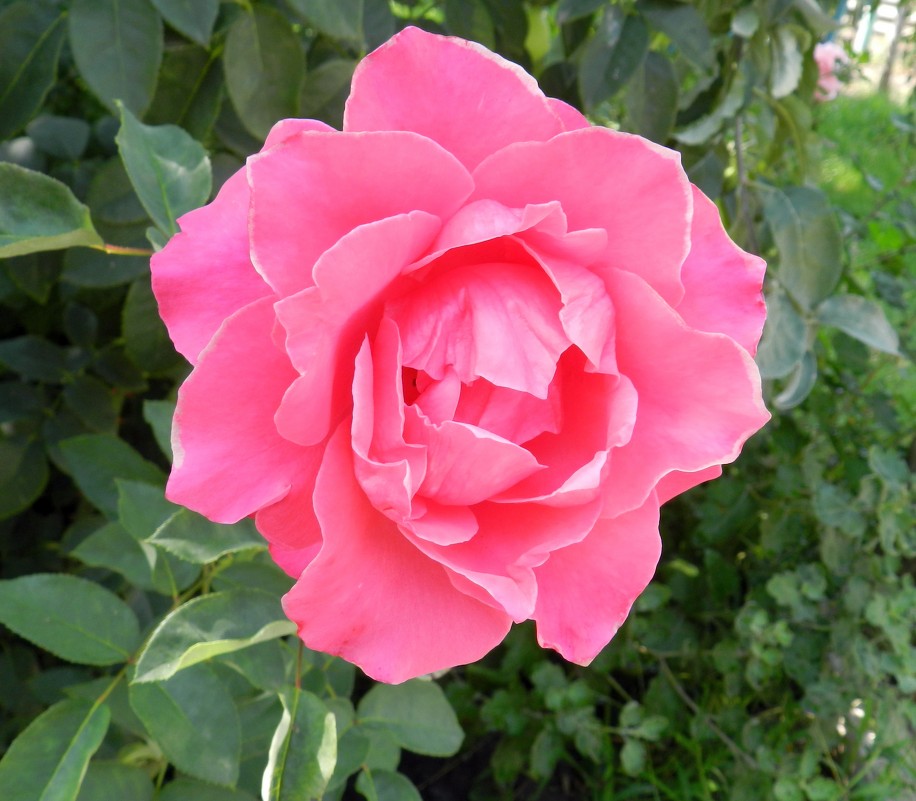 Розовая роза - НАДЕЖДА КУЖЕЛЕВА