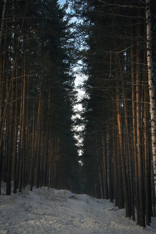 Сибирские леса - Сергей Королев