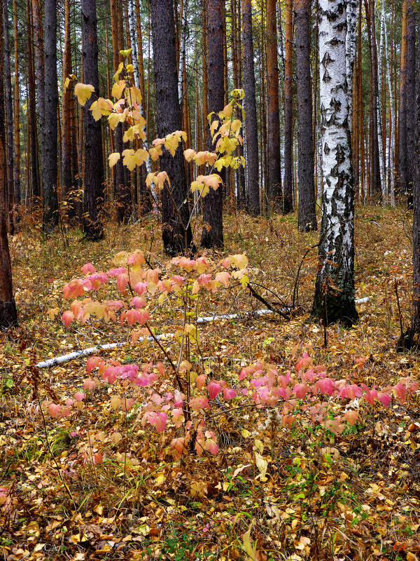 Краски осени - Александр Садовский