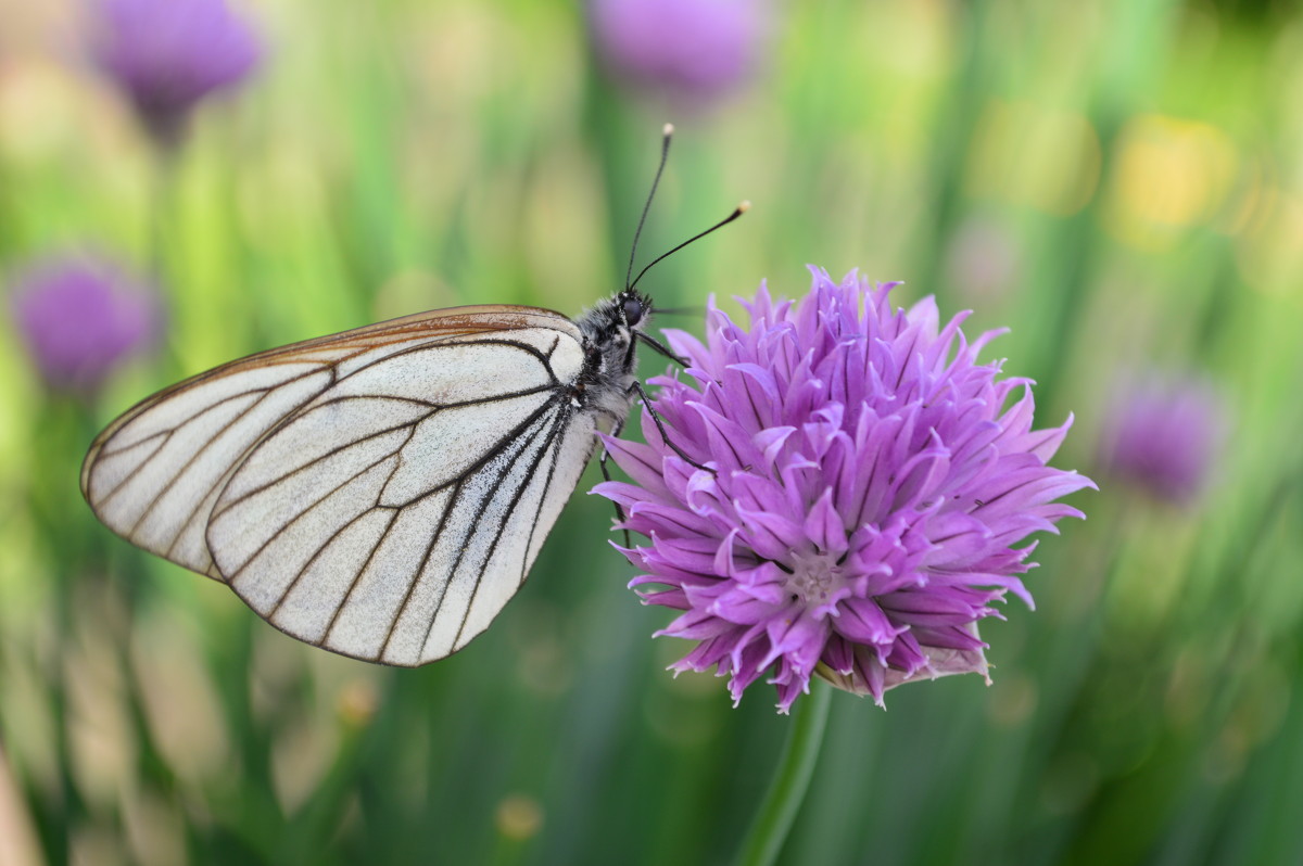 бабочка и на цветке лука - Динара 