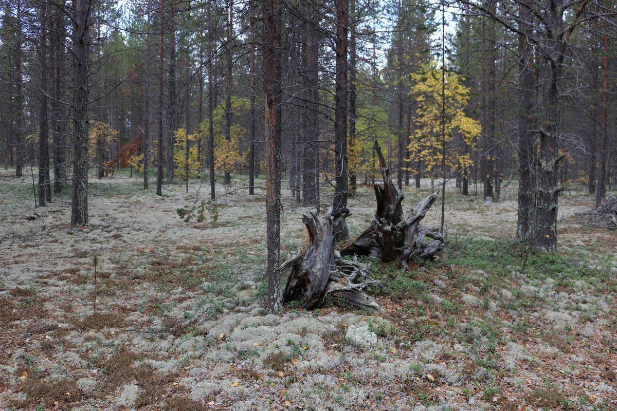 Тени осеннего леса - Ольга 