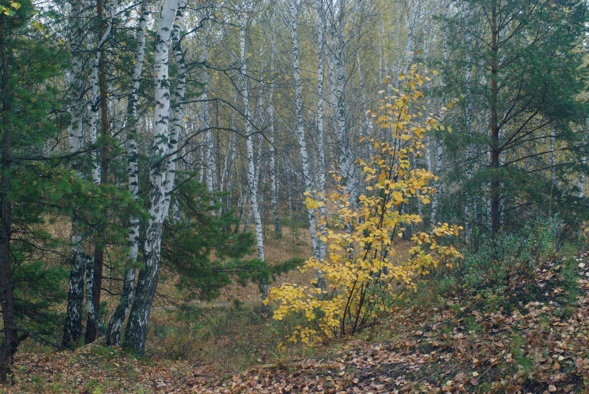 В дождь, в сентябрьском лесу... - Михаил Полыгалов