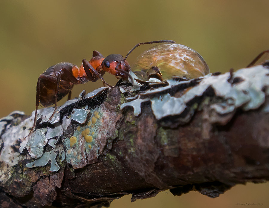 Лесной муравей - Pepsovich 