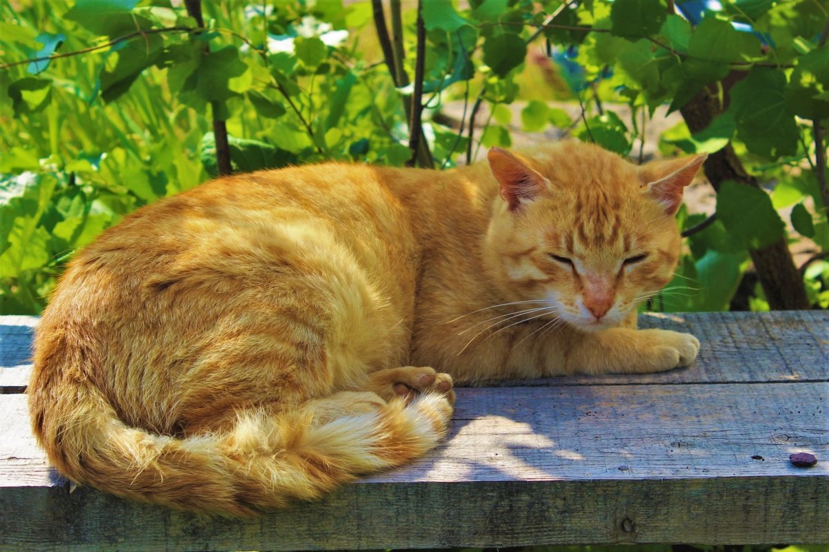 Кот - Сергей Чиняев 