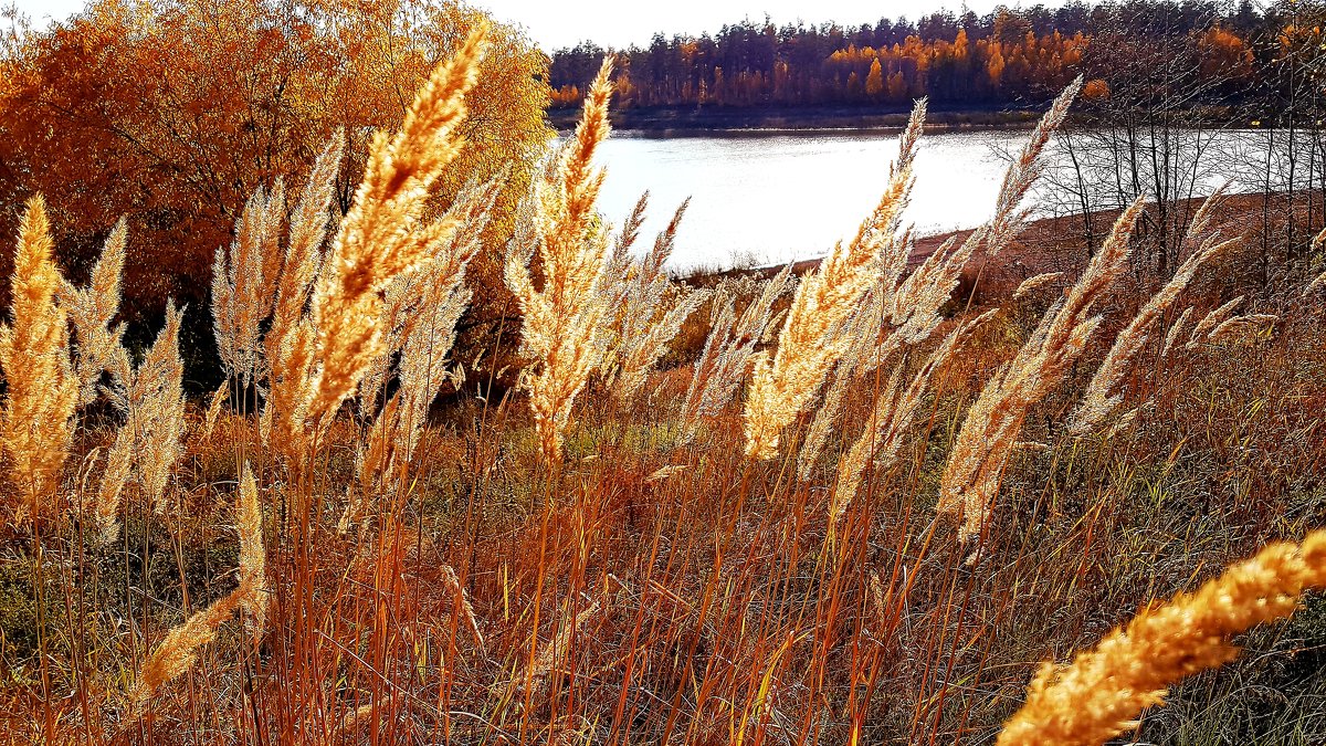 Ковыль - Светлана 