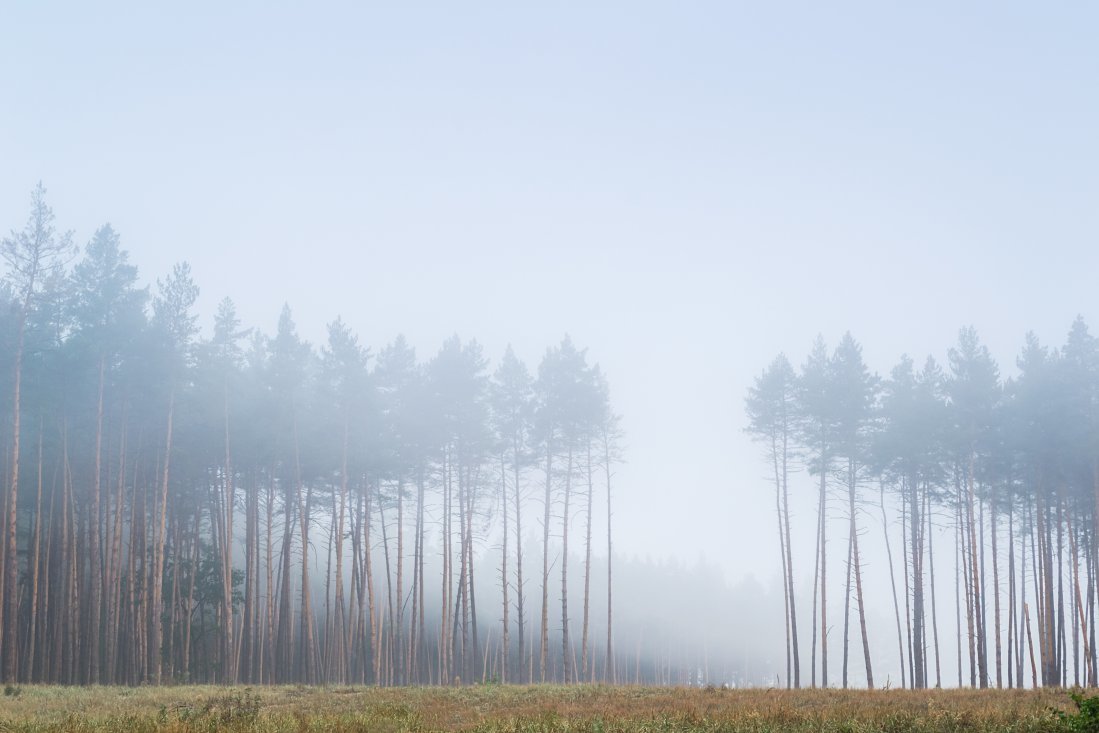 Из серии "Лес в тумане" - Сергей Корнев