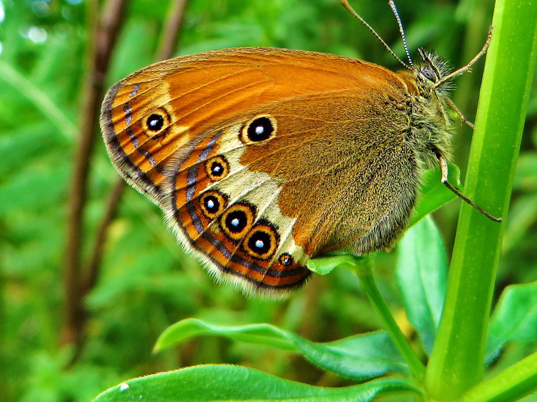 Coenonympha arcania (Linnaeus, 1761) - Сенница таинственная - vodonos241 