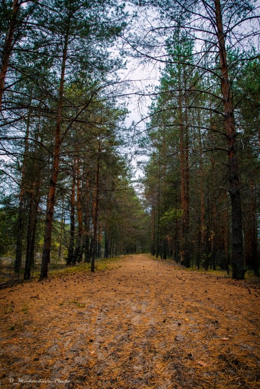 прогулка в лесу - Ольга (Кошкотень) Медведева