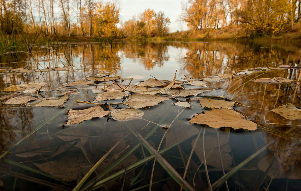 Листья осени на воде... - Сергей Герасимов