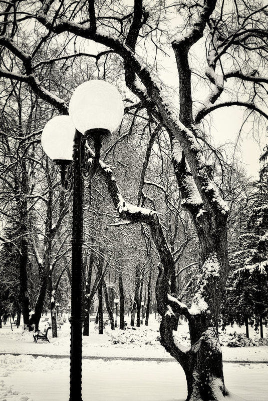 Sculpture tree. - Андрий Майковский