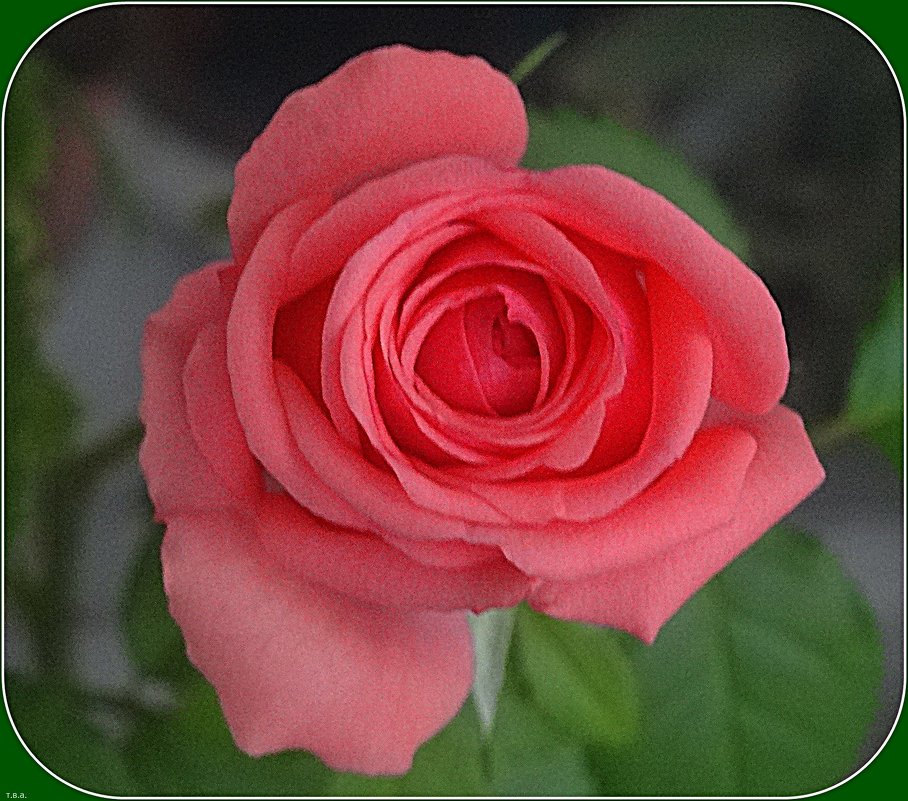 Бутон розы - Вера 
