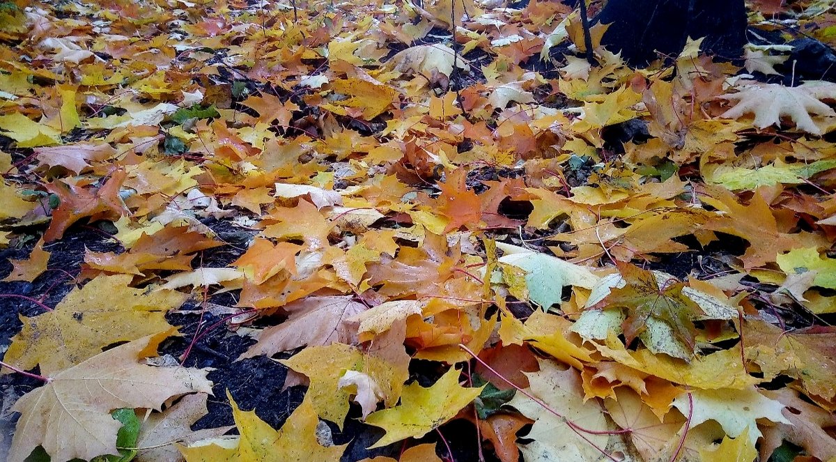 Из листьев осень на земле цветной ковёр сплетает - Елена Павлова (Смолова)