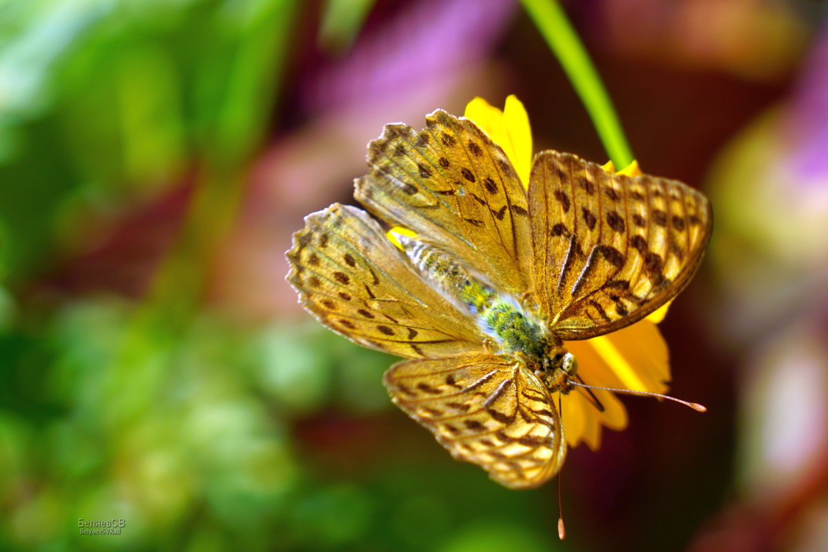Бабочка на цветке - Сергей Беляев