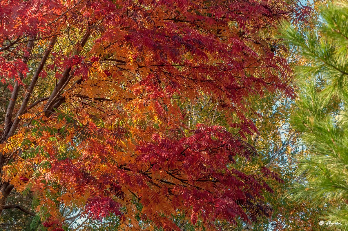 Осенние краски... - Aquarius - Сергей