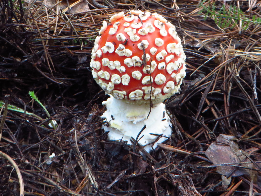 *Тихая фотоохота.    Мухомо́р кра́сный (лат. Amanita muscaria) - vodonos241 