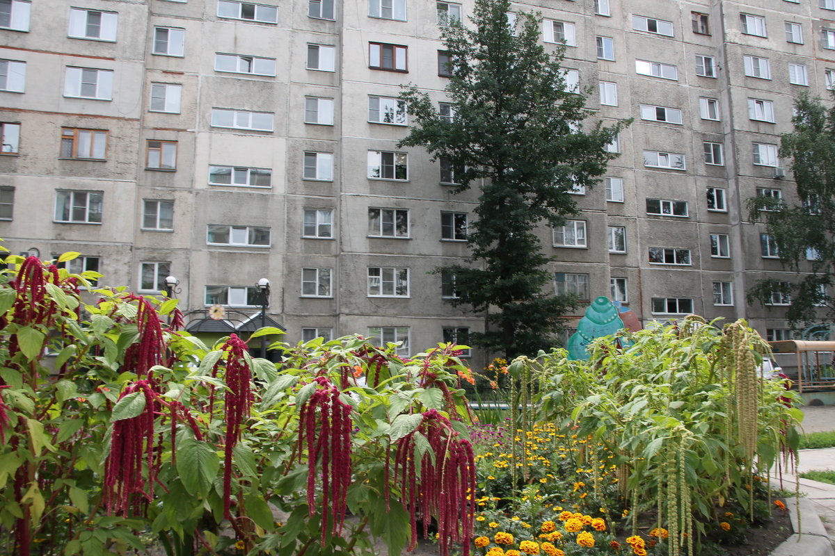 Цветы во дворе - Олег Афанасьевич Сергеев