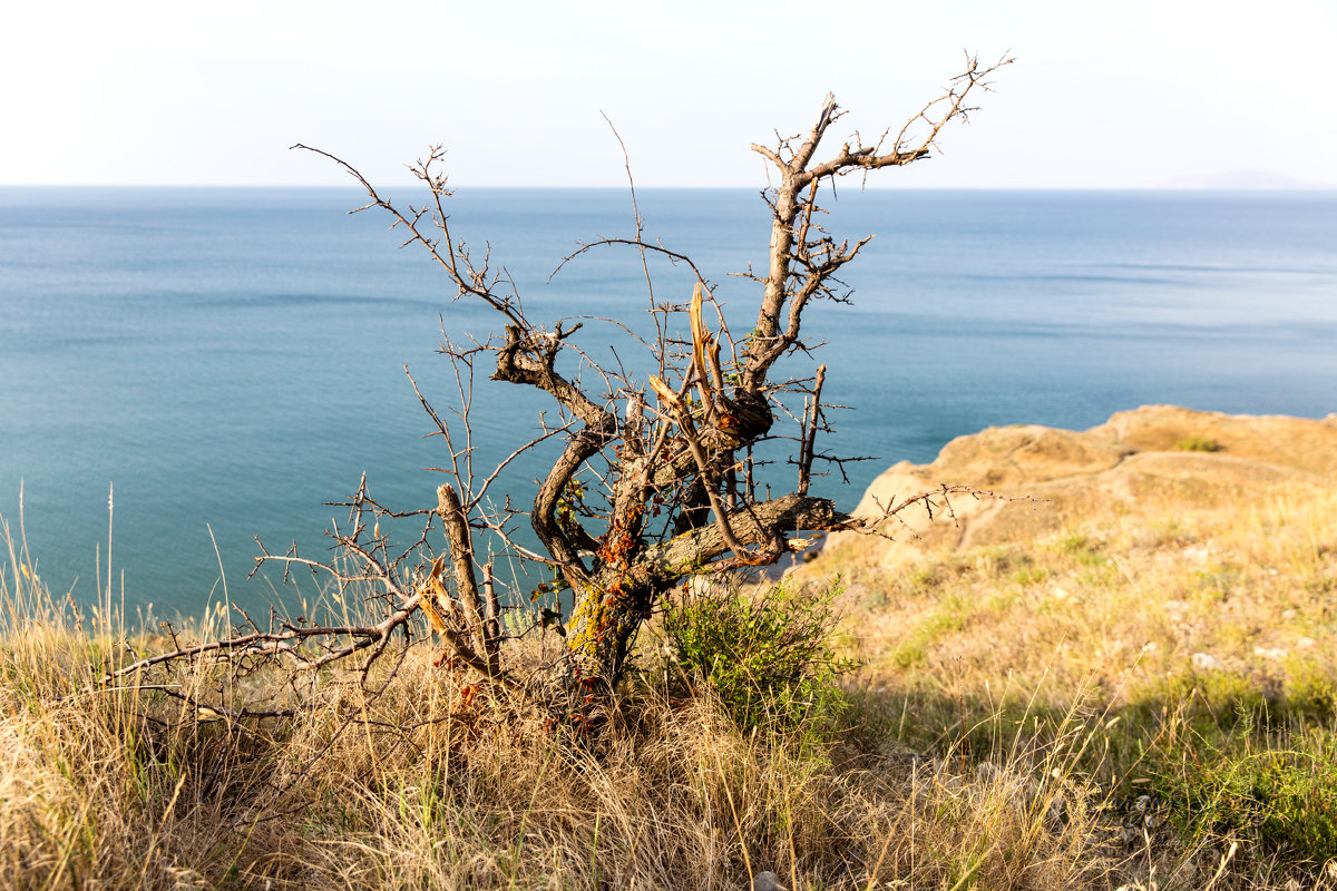 Southern tree near the sea - Sergey Sergaj