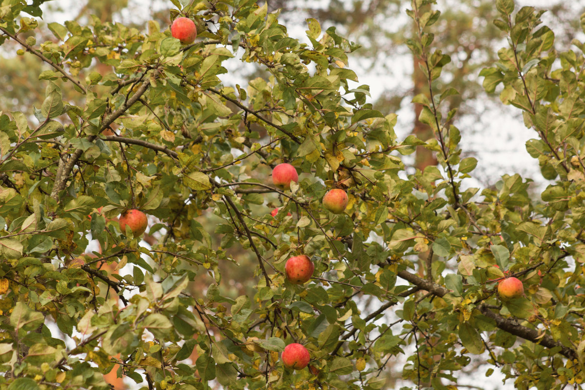 Осенние яблоки - Aнна Зарубина