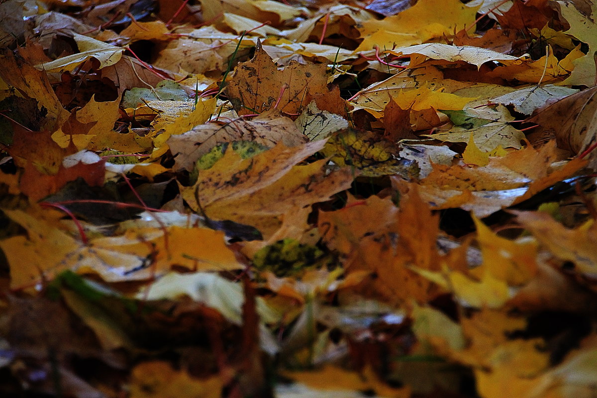 Листья ложатся как пестрый ковер на травы... - Tatiana Markova