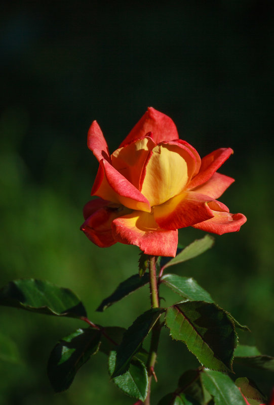 «   Расцветают последние розы. Одинокую манят пчелу….» - Андрей Нибылица