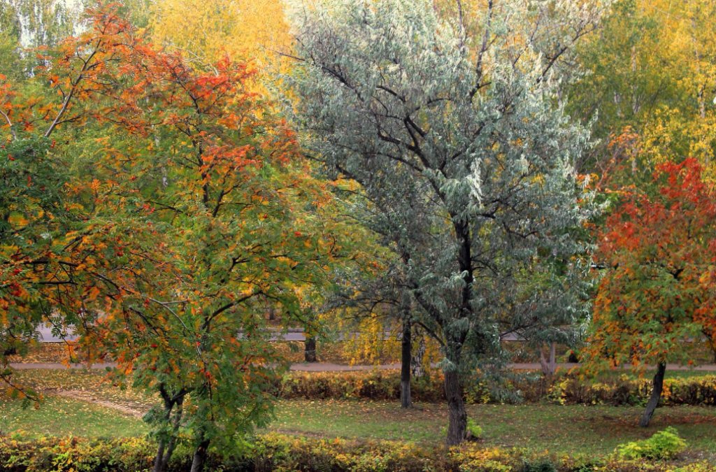 *** - Горкун Ольга Николаевна 