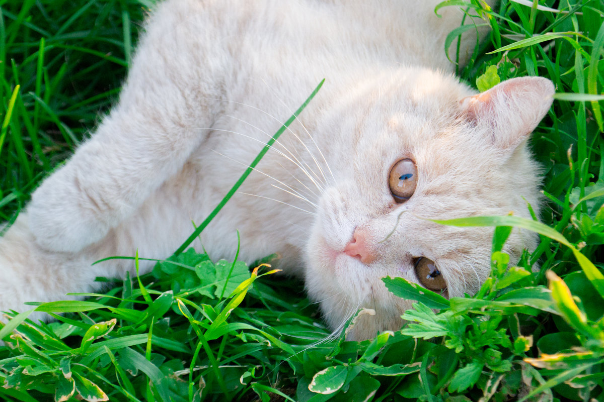 Кот на траве - Лина Ситникова