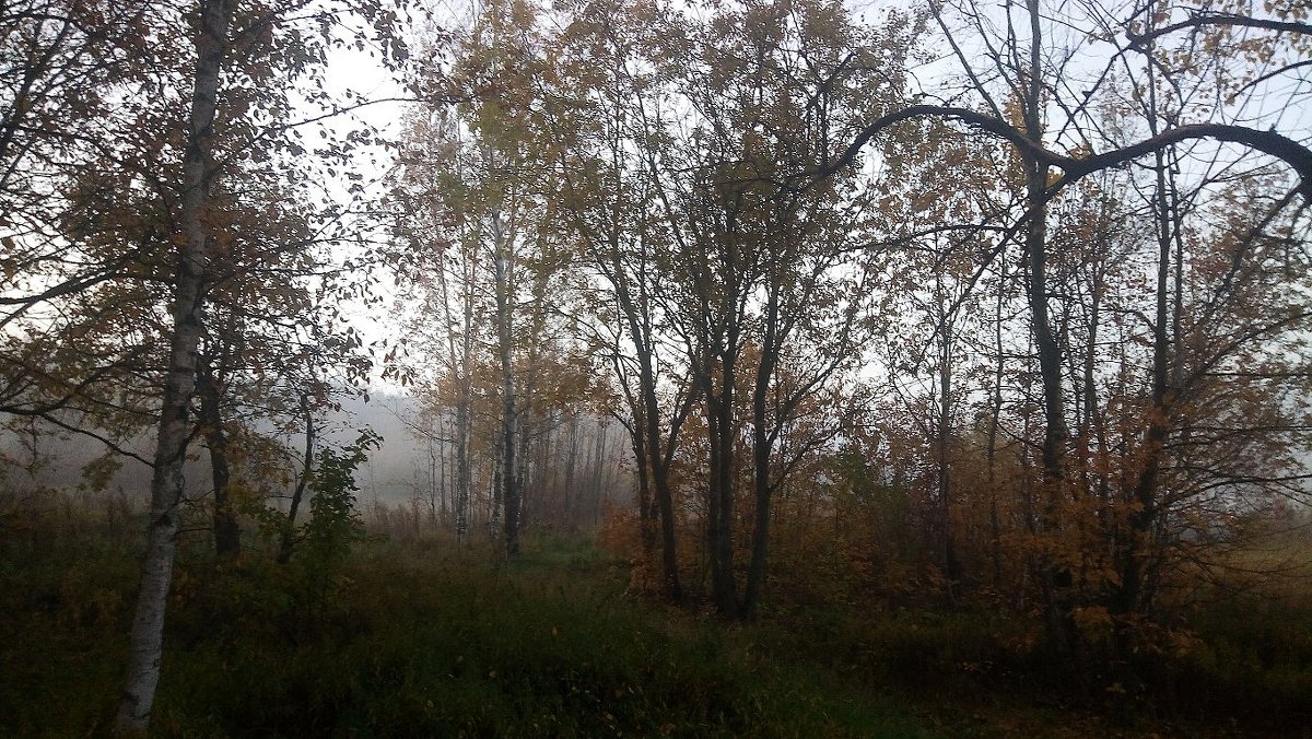 Октябрь. Утренний туман - Елена Павлова (Смолова)