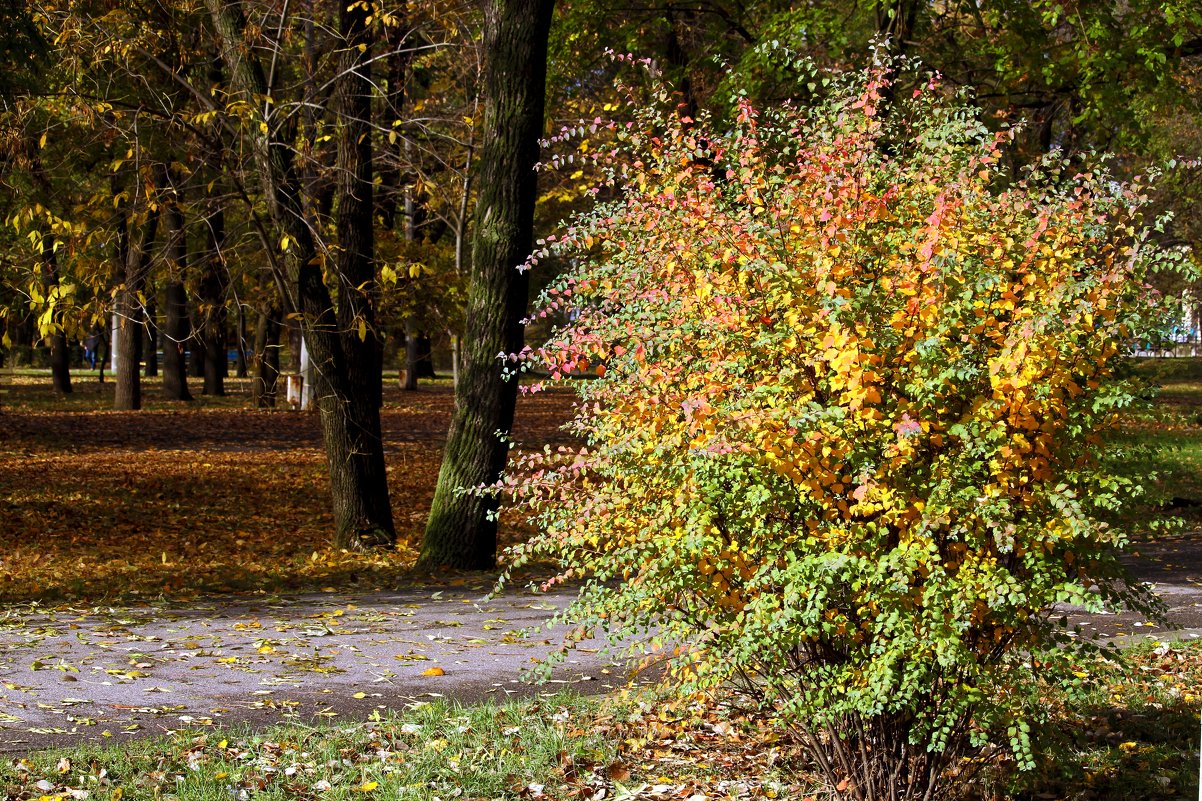 Осеннее разноцветье - barsuk lesnoi