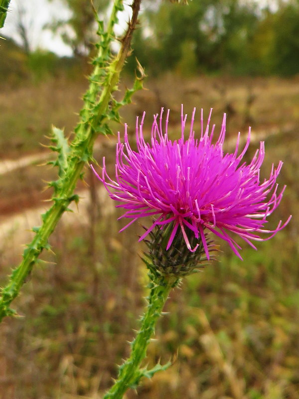 Carduus pseudocollinus (Schmalh.) Klokov (семейство Asteraceae)Чертополох ложнохолмовой. - vodonos241 