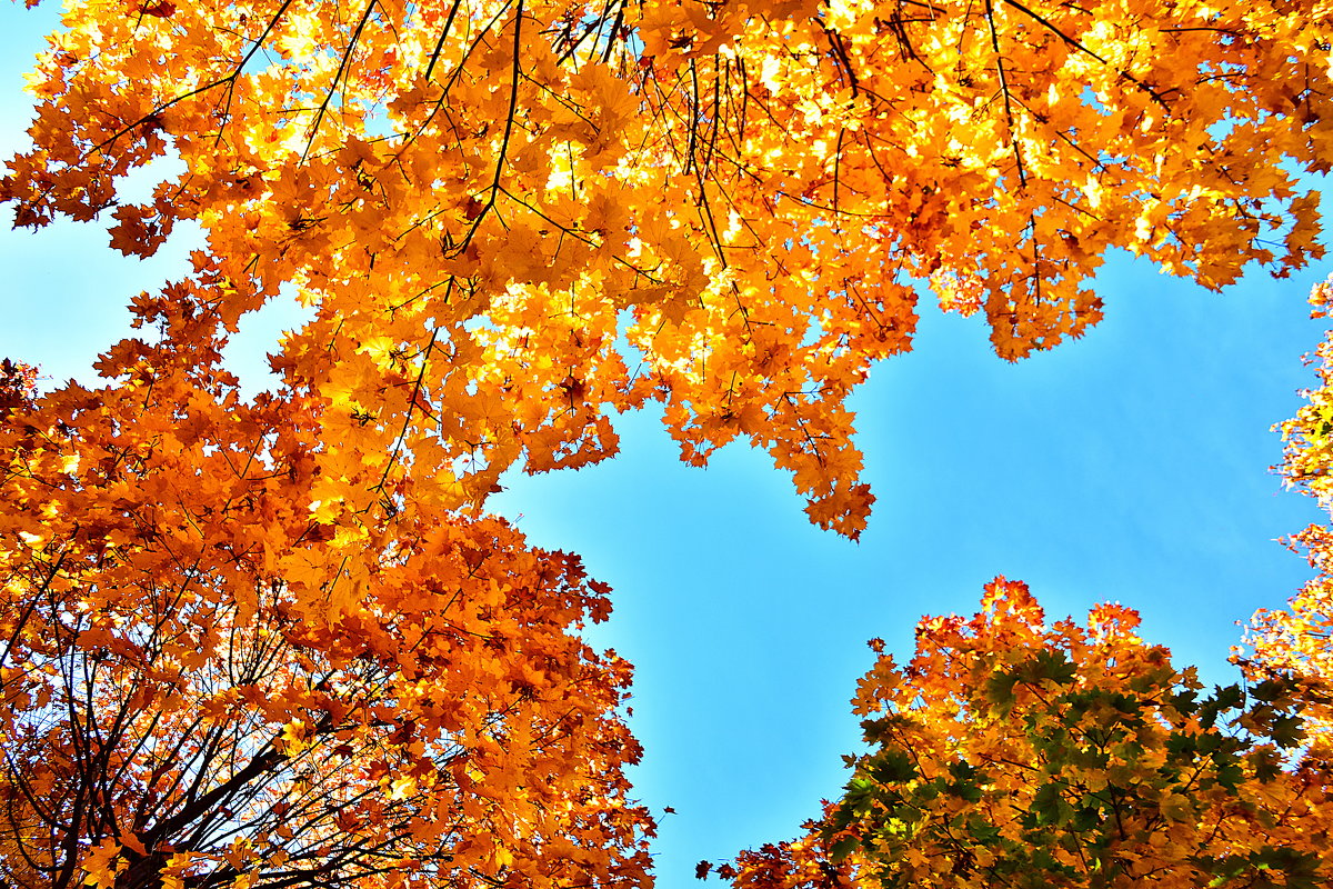 Небо, листья, октябрь - Сергей Землянский